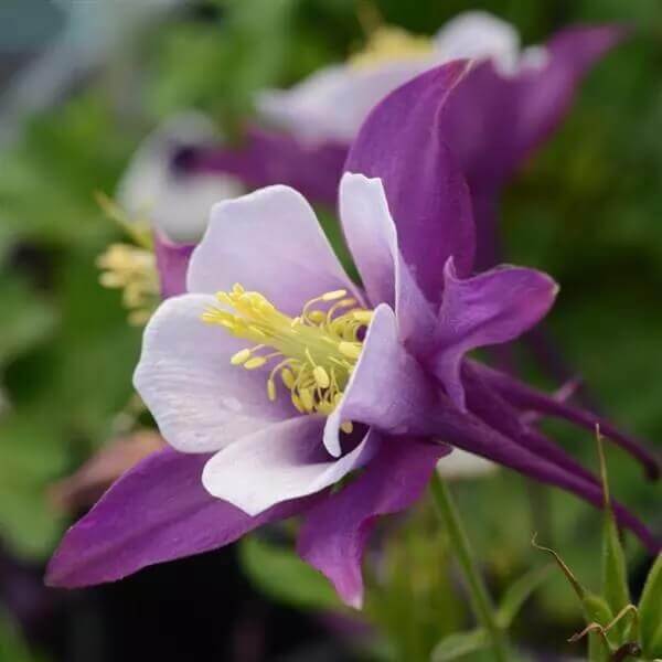 Columbine Earlybird Purple White OSC Seed