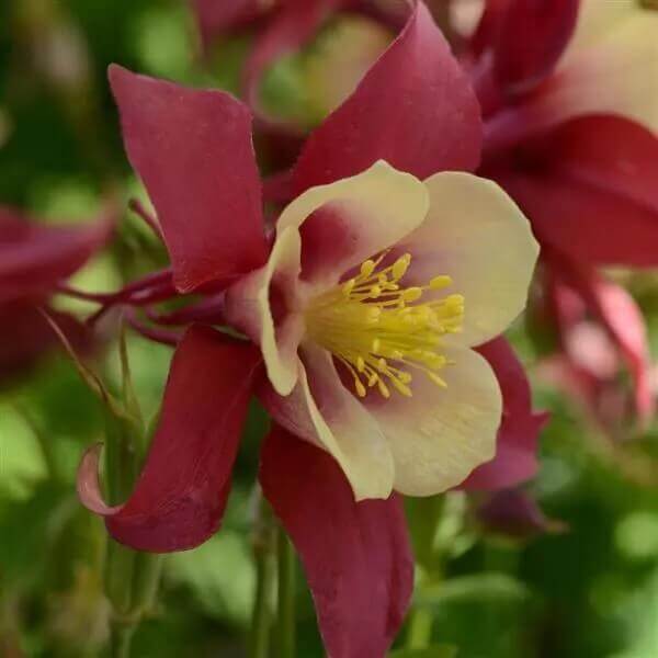 Columbine Earlybird Red Yellow OSC Seed