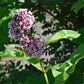 Milkweed Common OSC Seed