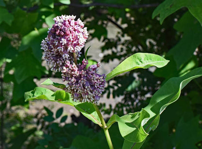 Milkweed Common OSC Seed