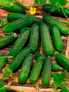 Cucumber Corentine OSC Seed