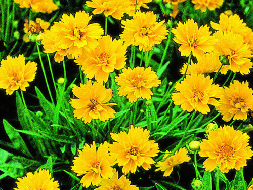 Coreopsis Early Sunrise OSC Seed