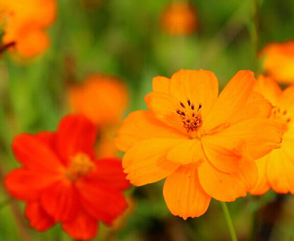 Cosmos  Bright Lights Mix OSC Seed