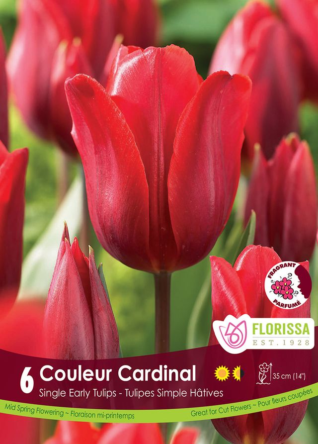 Tulip Couleur Cardinal - 6pk