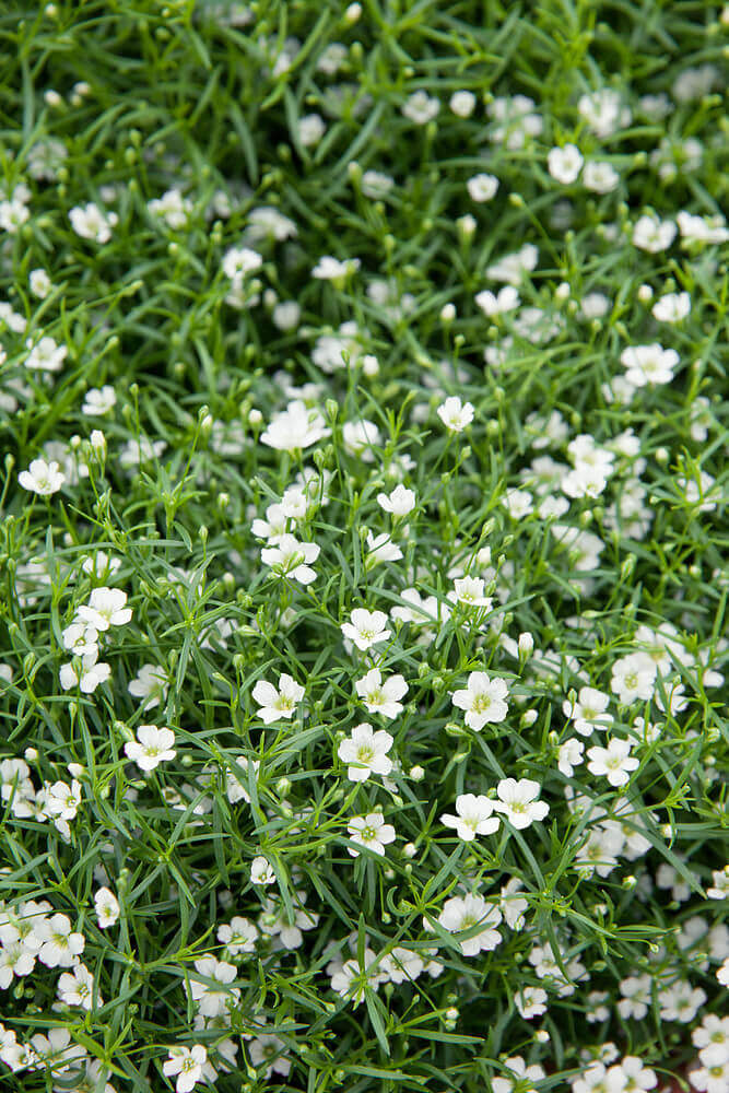 Gypsophila Baby's Breath Covent Garden OSC Seed