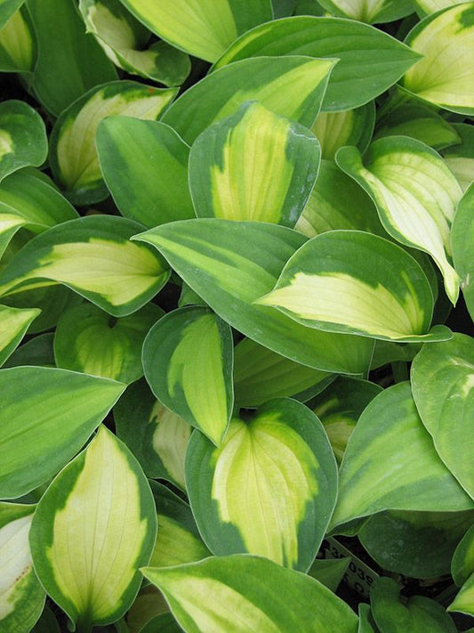 Hosta Captain Kirk Plant 1G