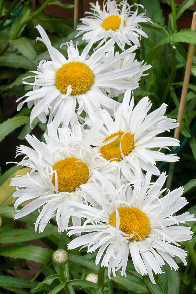 Shasta Crazy Daisy OSC Seed