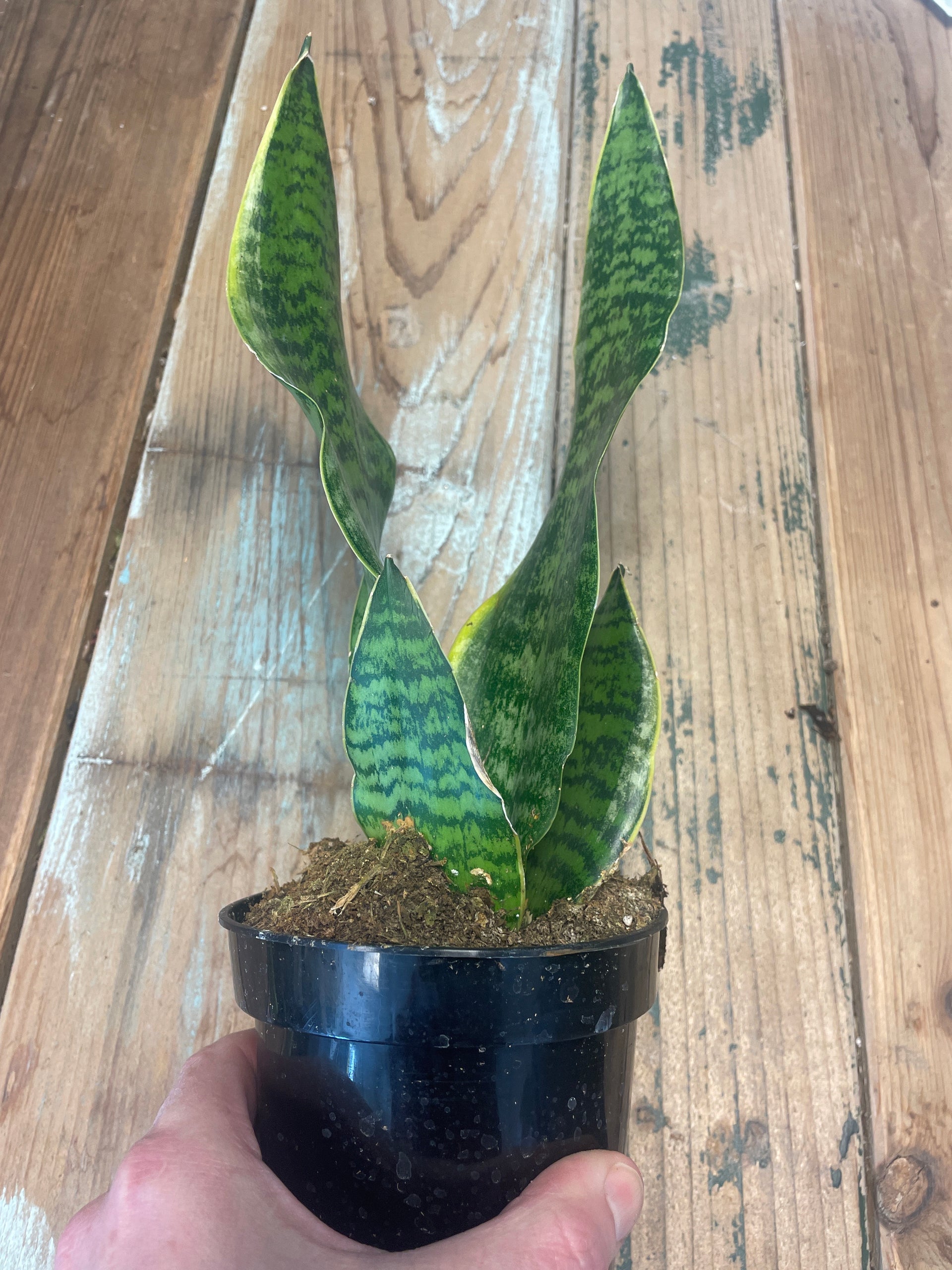 snake plant tyler Snake Plant Tyler 4" Pot – Garden Girl