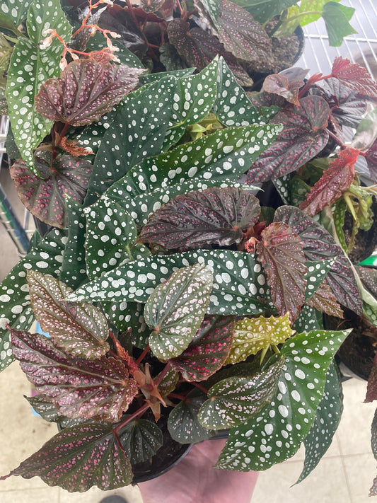 Begonia Polka Dot Various Colour 4" Pot