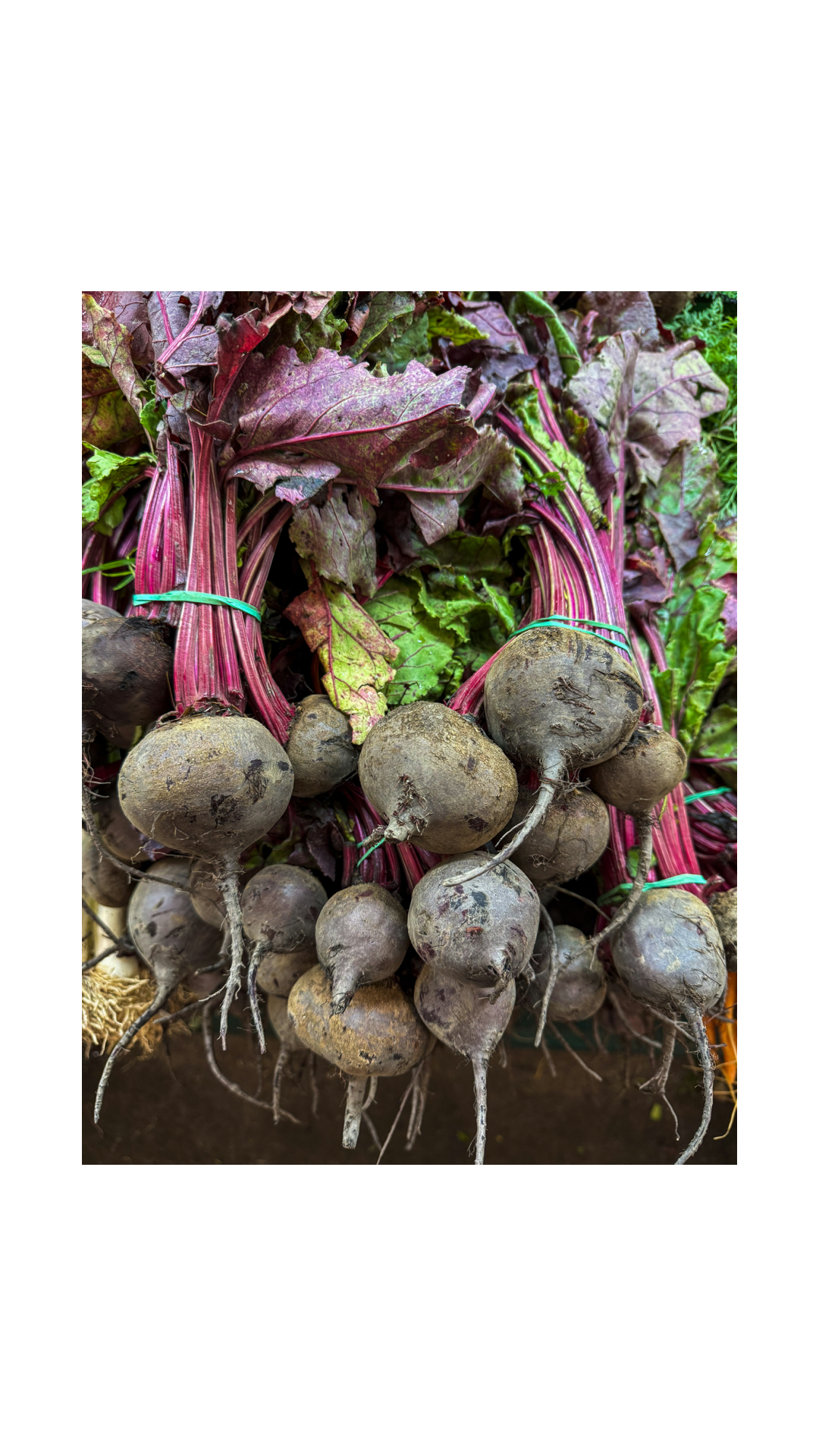 Heirloom Harvest Seed Collection