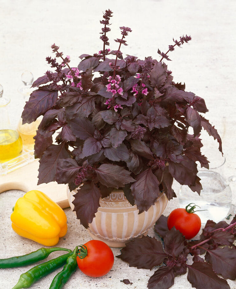 Basil Dark Opal OSC seed