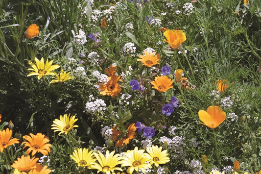 Deer Resistant Wildflower Mixture OSC Seed