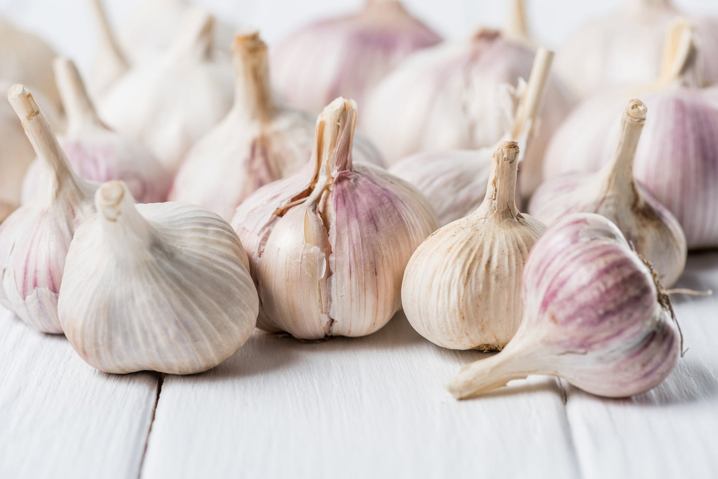Garlic Jumbo Music Hardneck - 1 Bulb