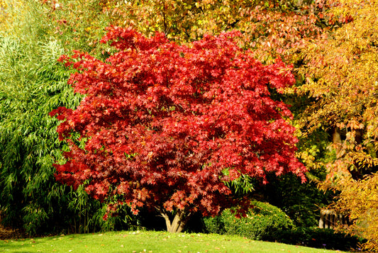 Ruby Slippers Maple Tree