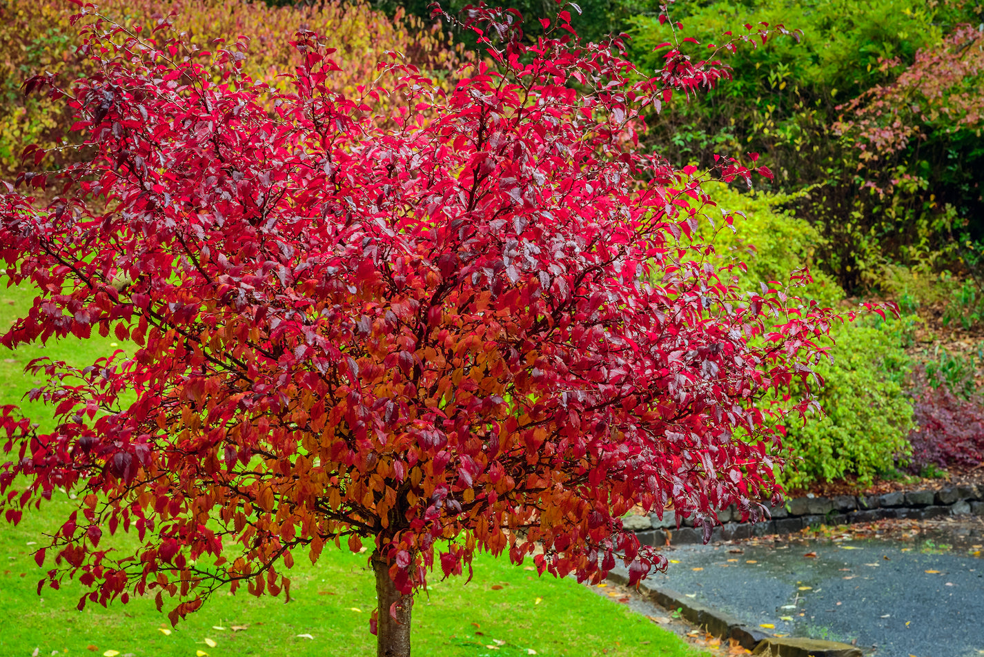 Amur Maple Tree Form – Garden Girl Regina