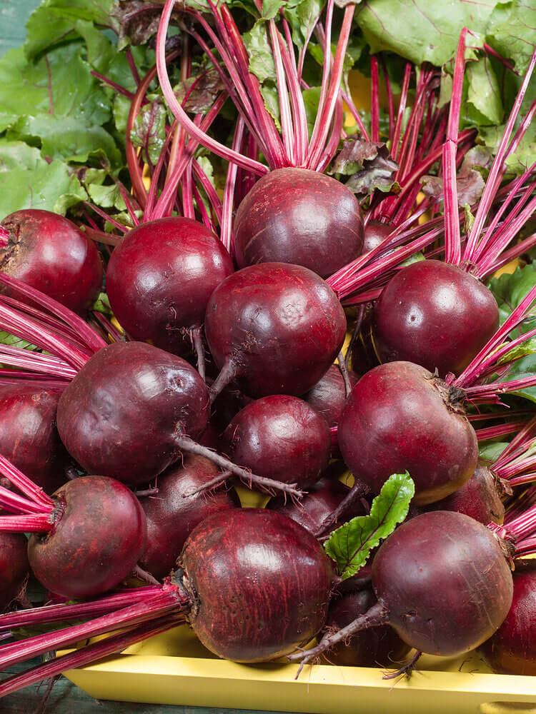 Beet Detroit Dark Red OSC Seed