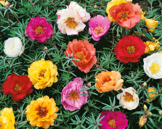 Portulaca Double Mixed OSC Seed