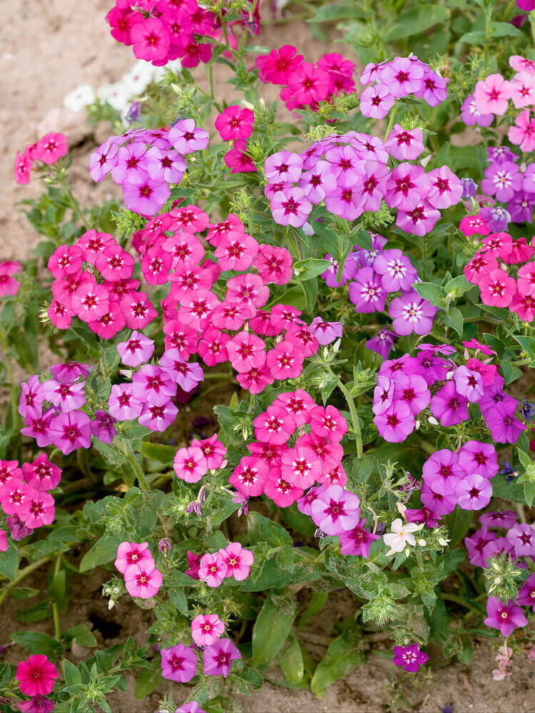 Phlox Drummondii Mix OSC Seed