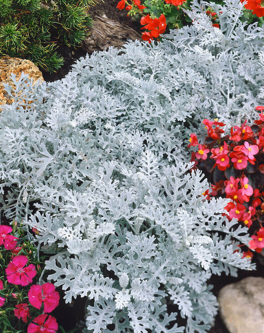 Cineraria Dusty Miller OSC Seed