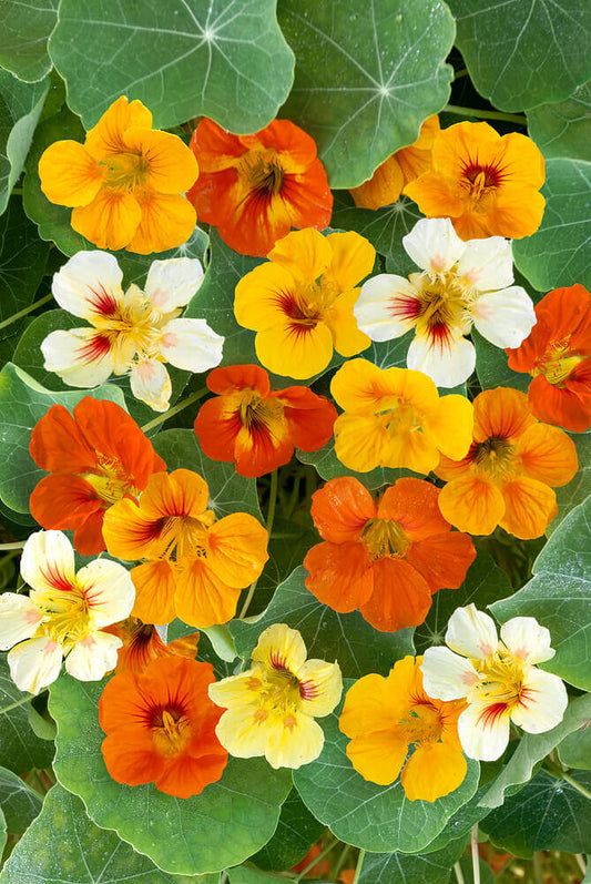 Nasturtium Dwarf Jewel Mix OSC Seed