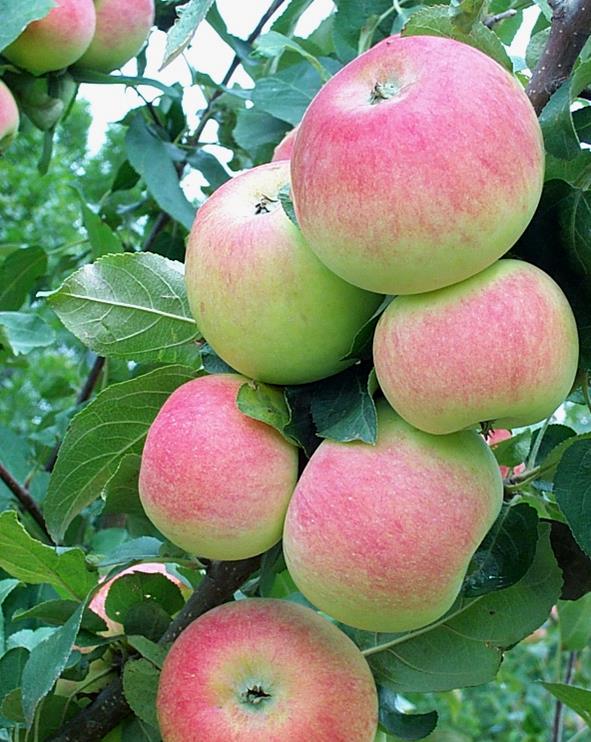 Apple Tree Goodland 7G