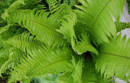 Native Garden Fern 2G