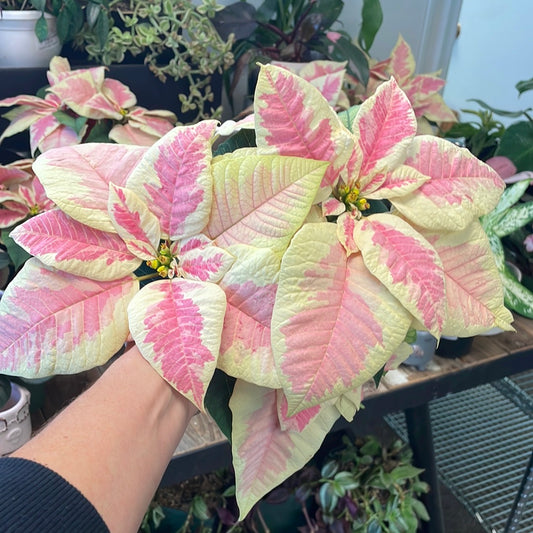 Pink & Ivory Poinsettia