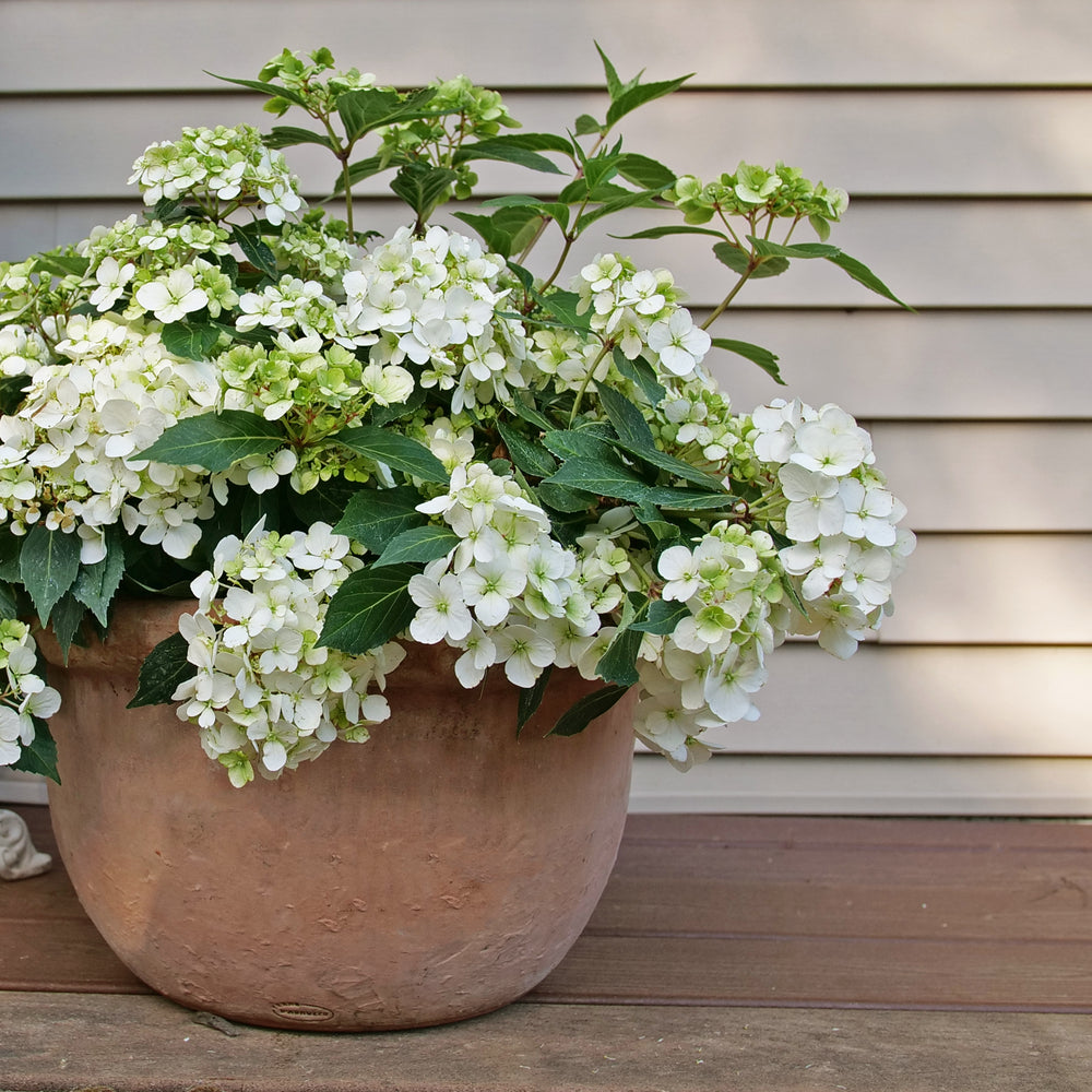 Hydrangea FairyTrail 15” HB