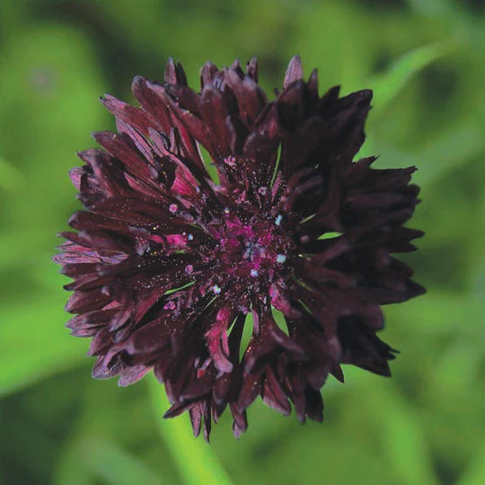 Bachelor Button Black MIgardener Seed