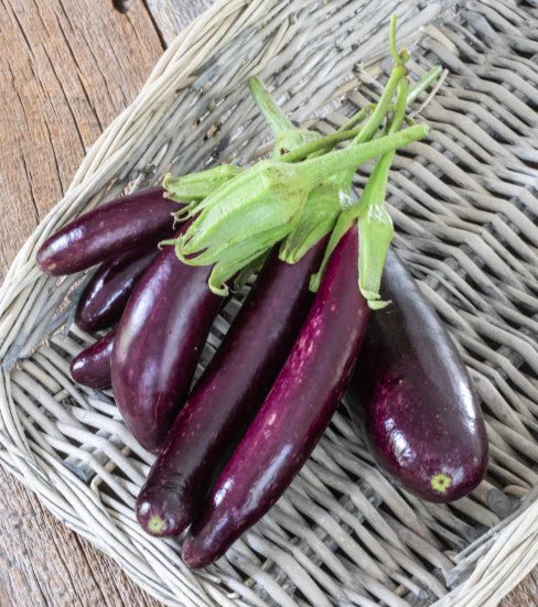 Eggplant Little Finger Organic WCS Seed