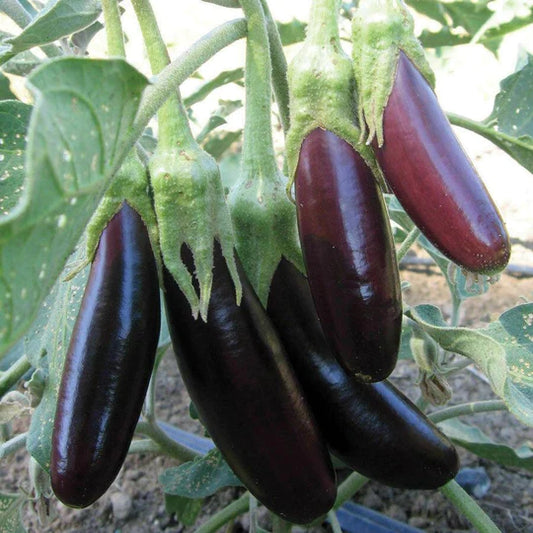 Eggplant Little Fingers MIgardener Seed