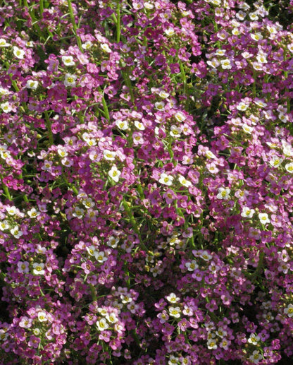 Alyssum Dwarf Pink WCS Seeds