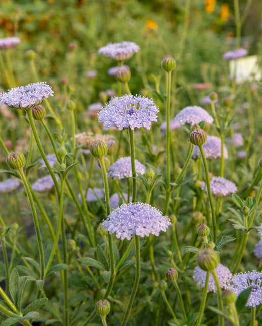 Didiscus Lace Blue WCS Seeds