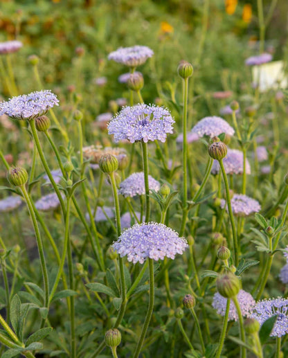Didiscus Lace Blue WCS Seeds