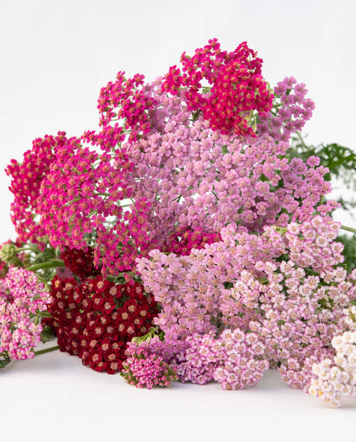 Achillea Flowerburst Fruit Bowl WCS Seeds