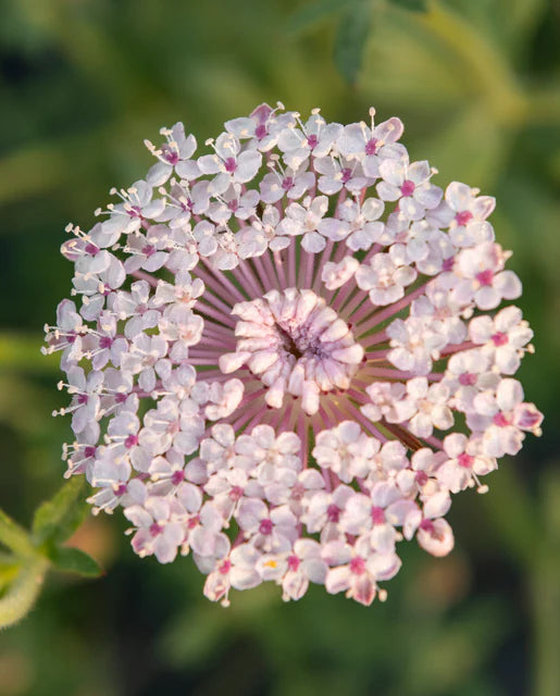 Didiscus Lace Pink WCS Seeds