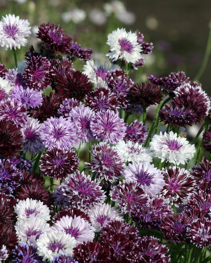 Cornflower Classic Magic WCS Seeds