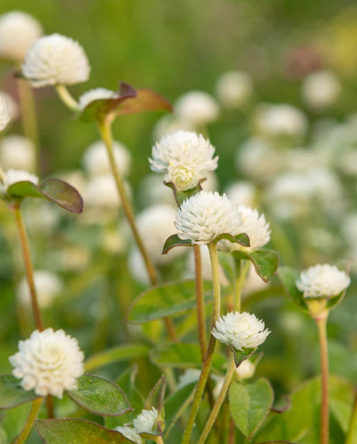 Gomphrena White WCS Seeds