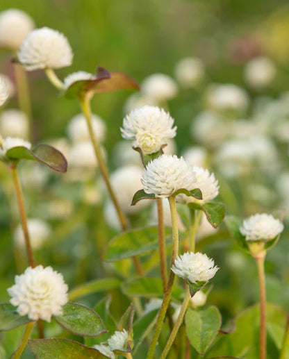 Gomphrena White WCS Seeds