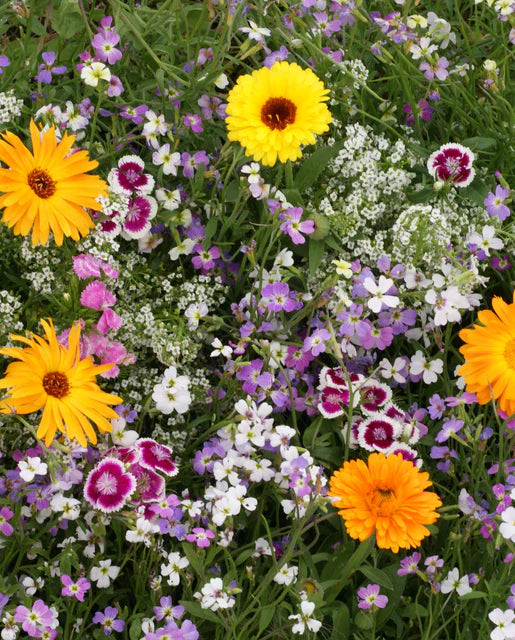 Wildflower Fragrant Flower Blend WCS Seeds LG