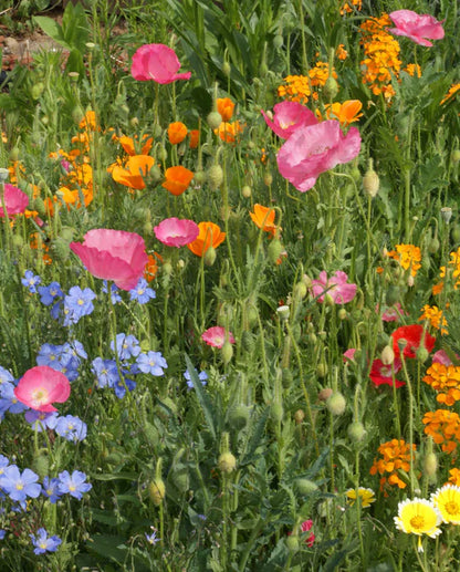 Wildflowers Waterwise WCS Seeds SM