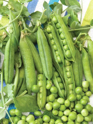 Peas Early Perfection OSC Seeds