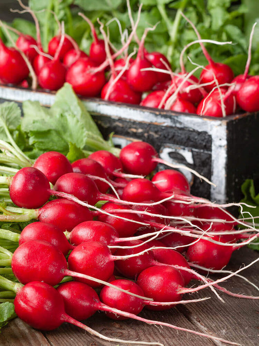 Radish Scarlet Globe OSC seeds