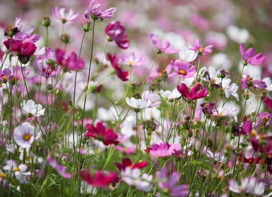 Cosmos Early Sensation Mix OSC Seed