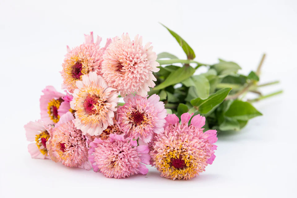 Zinnia Zinderella Lilac WCS Seeds