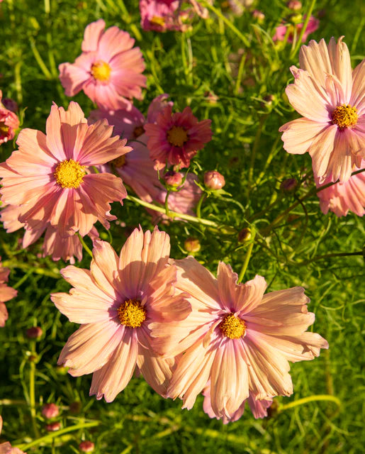 Cosmos Apricotta WCS Seeds