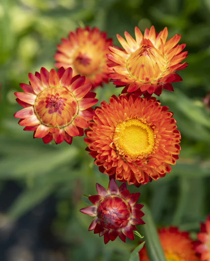 Strawflower King Size Orange WCS Seeds