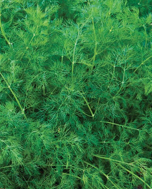 Dill Ella Organic WCS Seeds