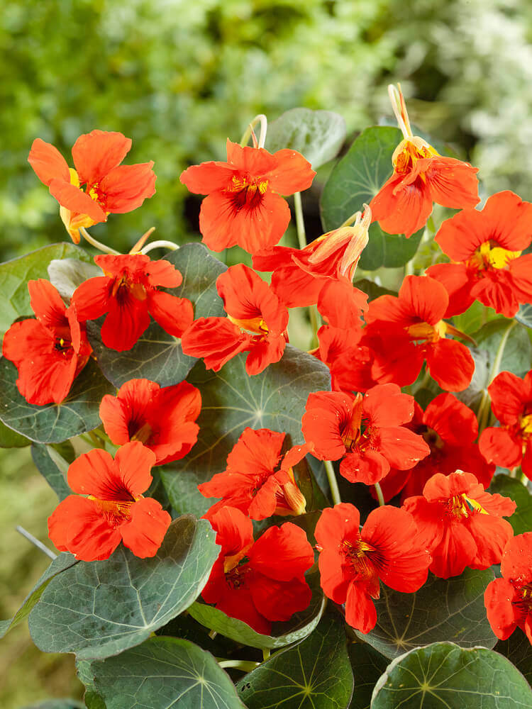 Nasturtium Empress of India OSC Seed