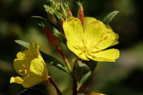 Evening Primrose OSC Seed